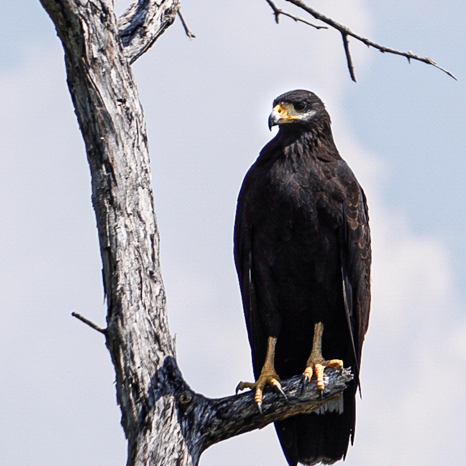 Black hawk perched on a tree branch during a Río Lagartos wildlife boat tour