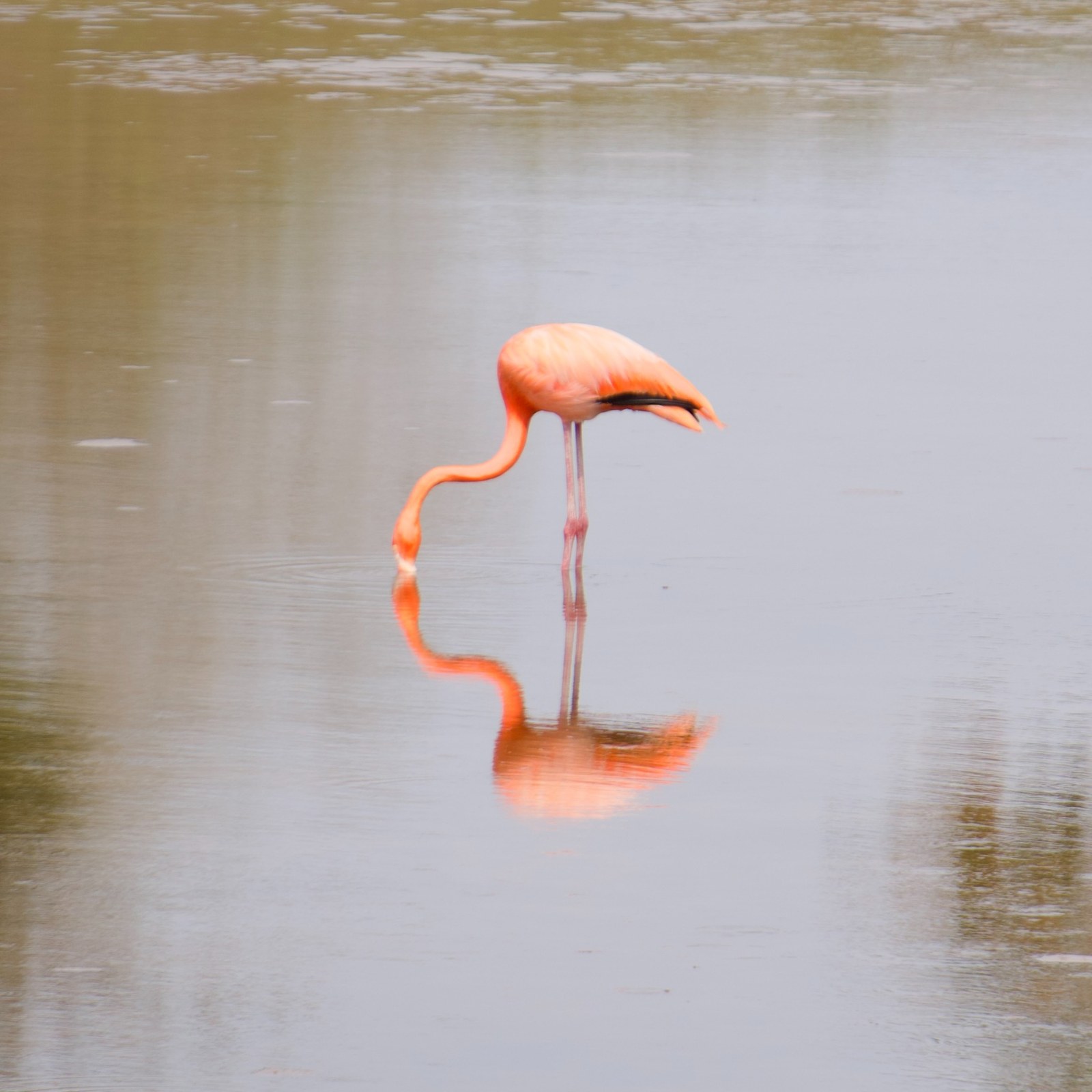 Pink flamingo reflected in the calm water of Río Lagartos, Yucatán