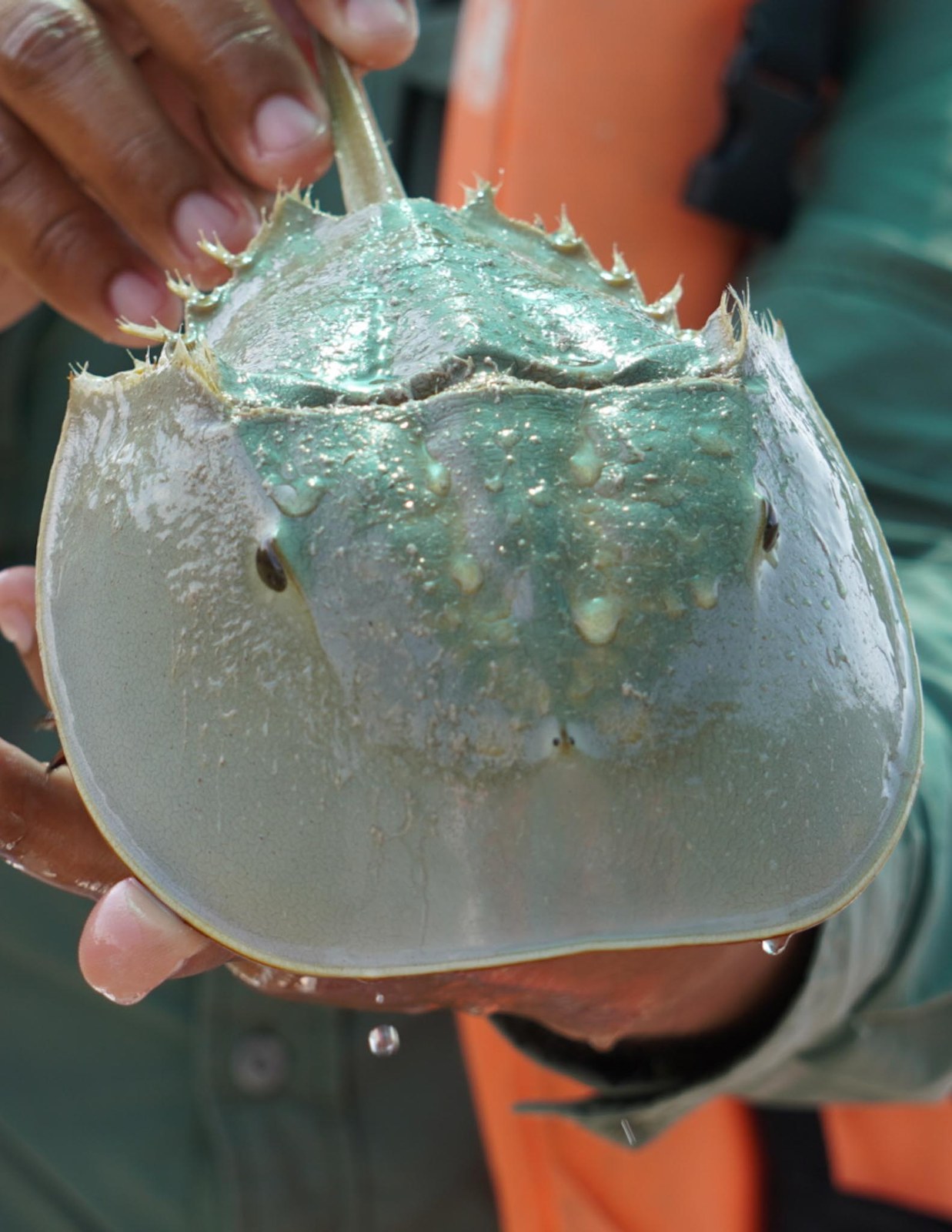 Close up of a harmless horseshoe crab seen during a Río Lagartos nature experience