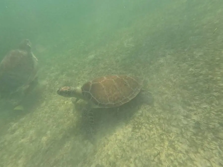 Sea turtle in Akumal Bay
