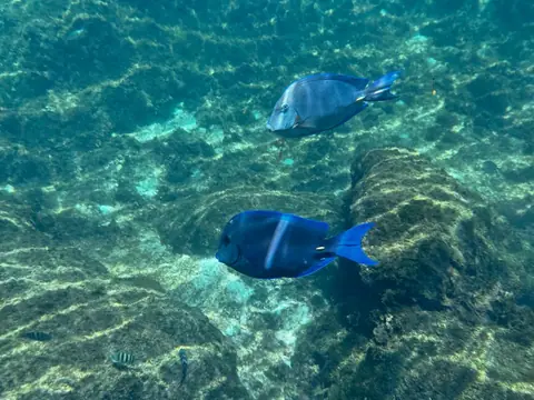 Underwater life at Yal-Kú lagoon