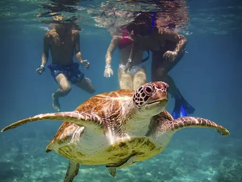 A turtle encounter from our Akumal visits