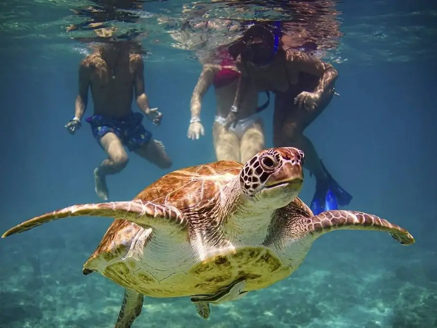 A turtle encounter from our Akumal visits