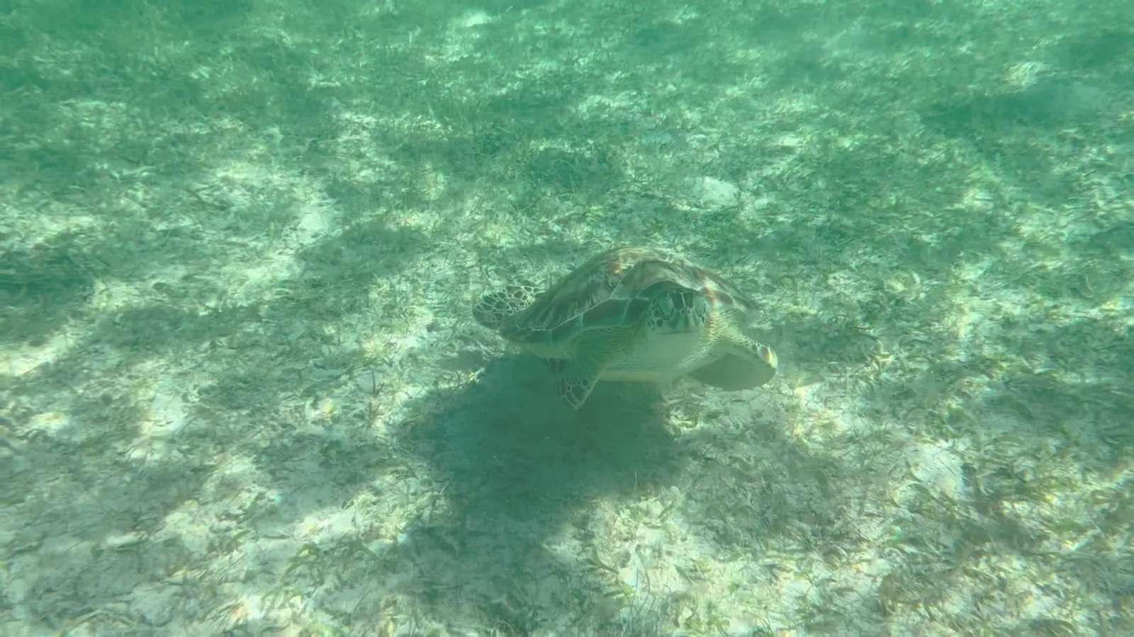 Private Akumal tour with sea turtle snorkeling in Riviera Maya
