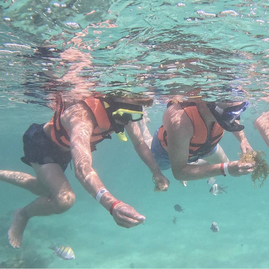 Sea turtles in clear water