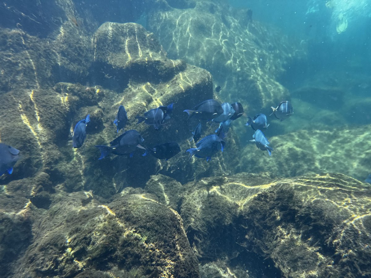 Colorful fish while snorkeling in Yal-Kú Lagoon