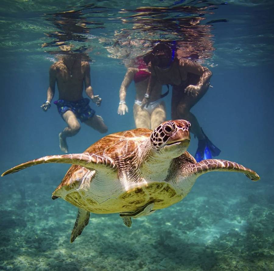 Private Akumal turtle snorkeling tour in Riviera Maya